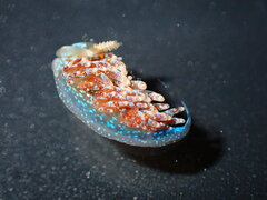 Austraeolis ornata