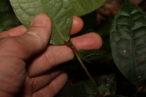 Image of Palmeria racemosa by (c) Greg Tasney, some rights reserved (CC BY-SA)