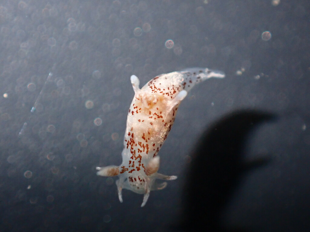 Ancula mapae