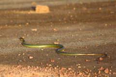 Chironius multiventris