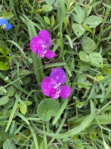Zombi pea (Vigna vexillata)