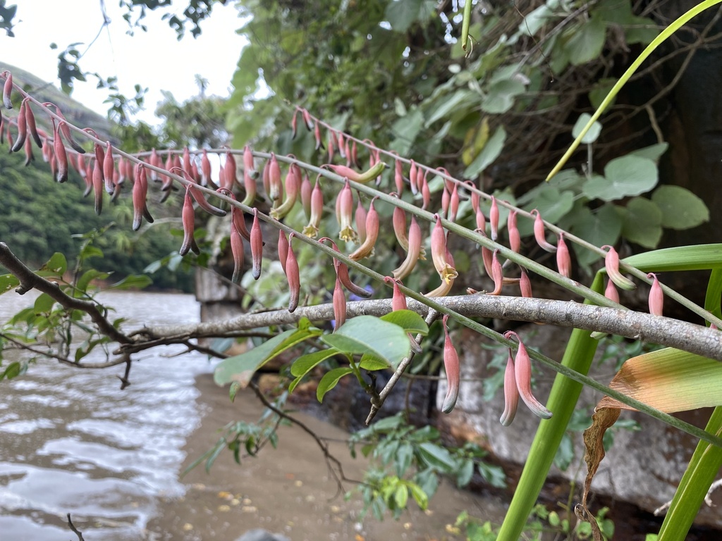 Gasteria loedolffiae, Mgungundlovu A, Bizana, EC, ZA