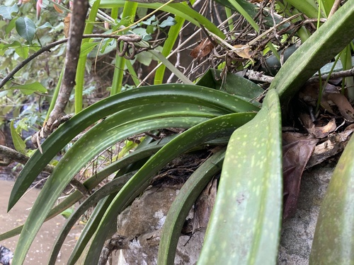 Gasteria loedolffiae