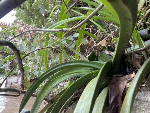 Gasteria loedolffiae