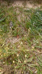 Spergularia macrorrhiza