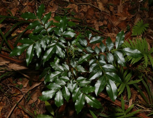 Image of Pararchidendron pruinosum by (c) Greg Tasney, some rights reserved (CC BY-SA)