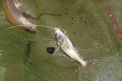 Pictus catfish (Pimelodus pictus) — Pimelodidae — 4