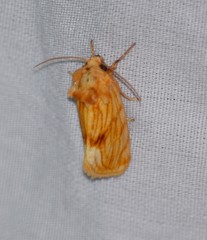 Cirrhophanus pretiosa