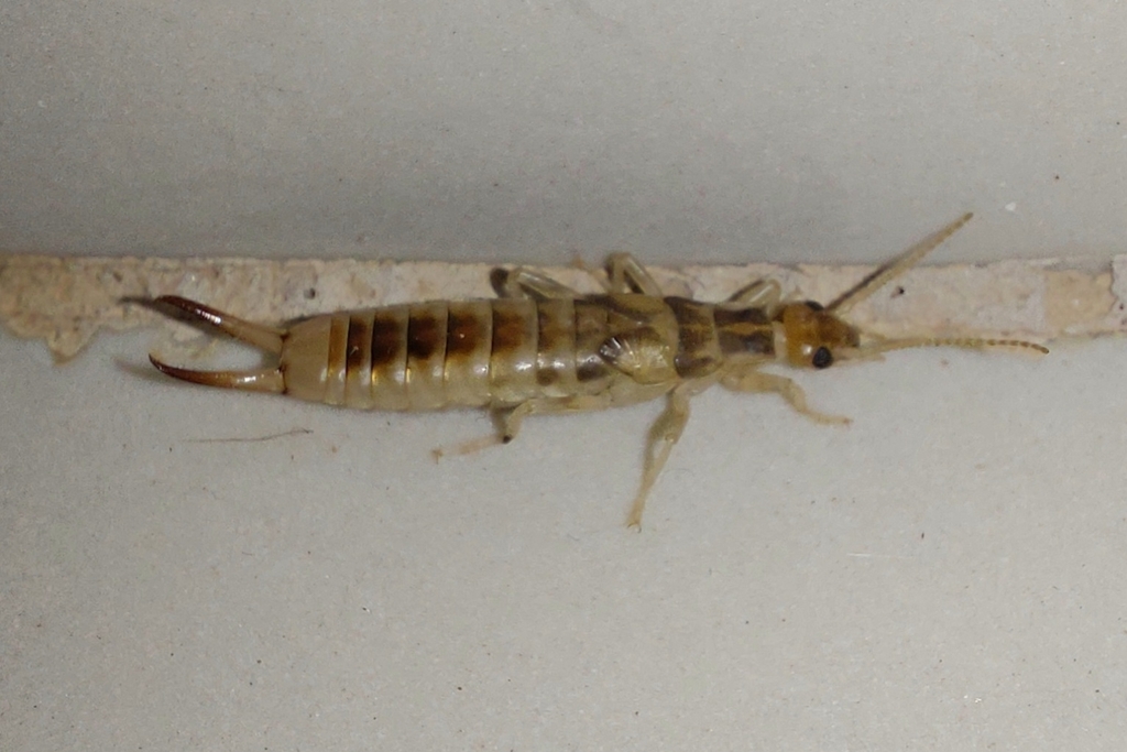 Labidura xanthopus