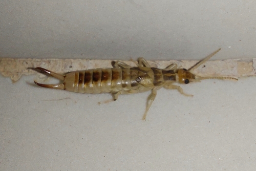 Labidura xanthopus