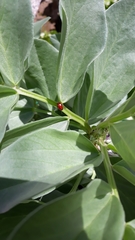 Gonioctena fornicata