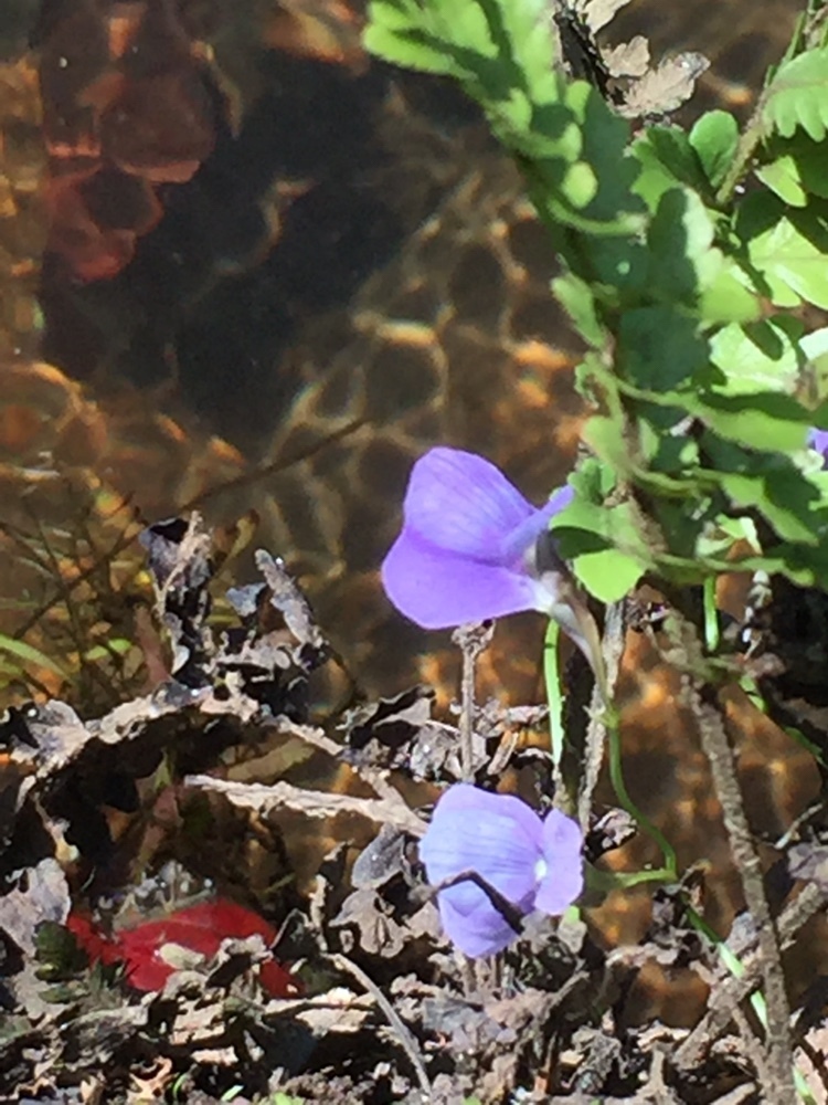 Utricularia smithiana Wight 2