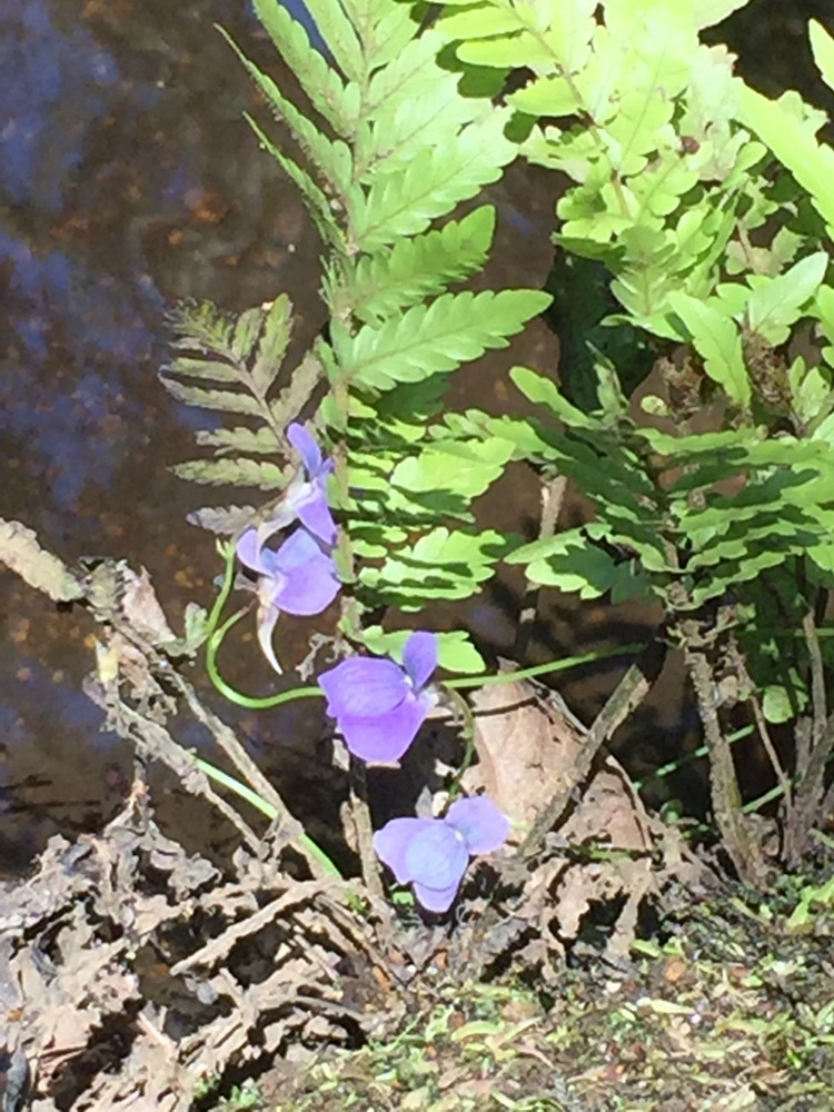 Utricularia smithiana Wight 3