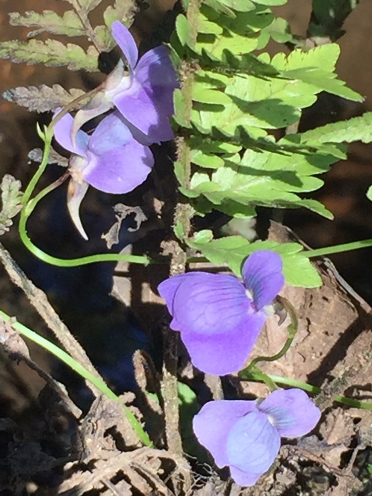 Utricularia smithiana Wight 4