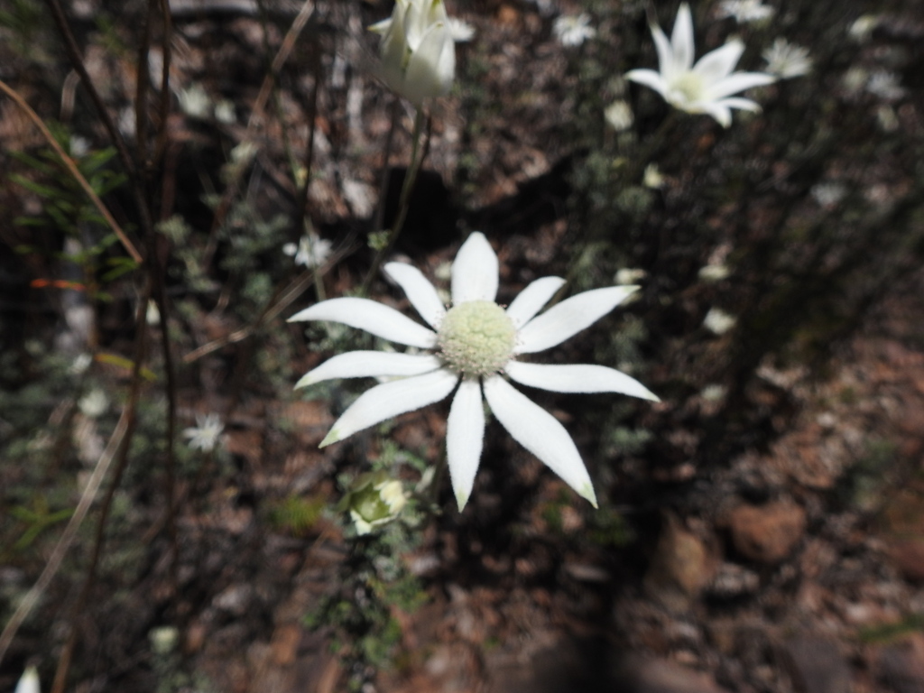 Flannel Flower from Warrumbungle NSW 2828, Australia on December 27 ...