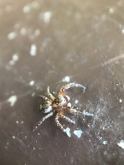 Mexigonus morosus