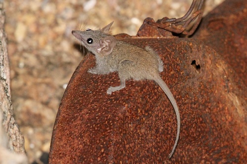 Carpentarian False Antechinus (Pseudantechinus mimulus) — Near Threatened Mammalia