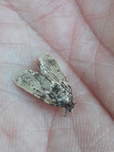 Aglossa caprealis