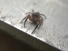 Mexigonus morosus