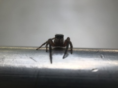 Mexigonus morosus
