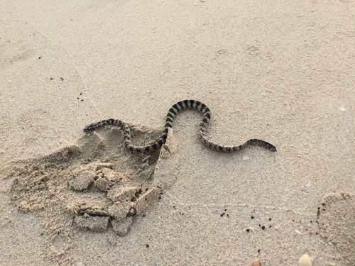 Persian Gulf Sea Snake
