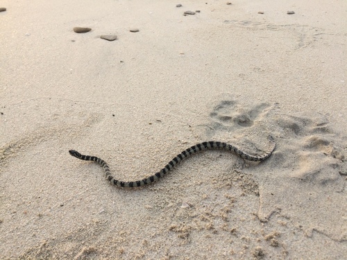 Persian Gulf Sea Snake