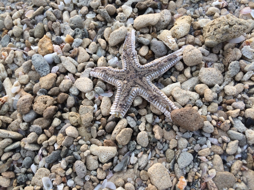 Brown-spotted Sand Star