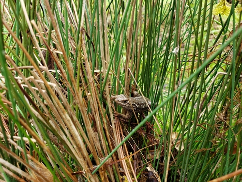 iNaturalist observation photo of Western Fence Lizard