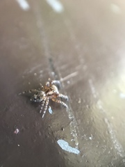 Mexigonus morosus