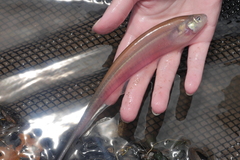 Glass Knifefish photo 2