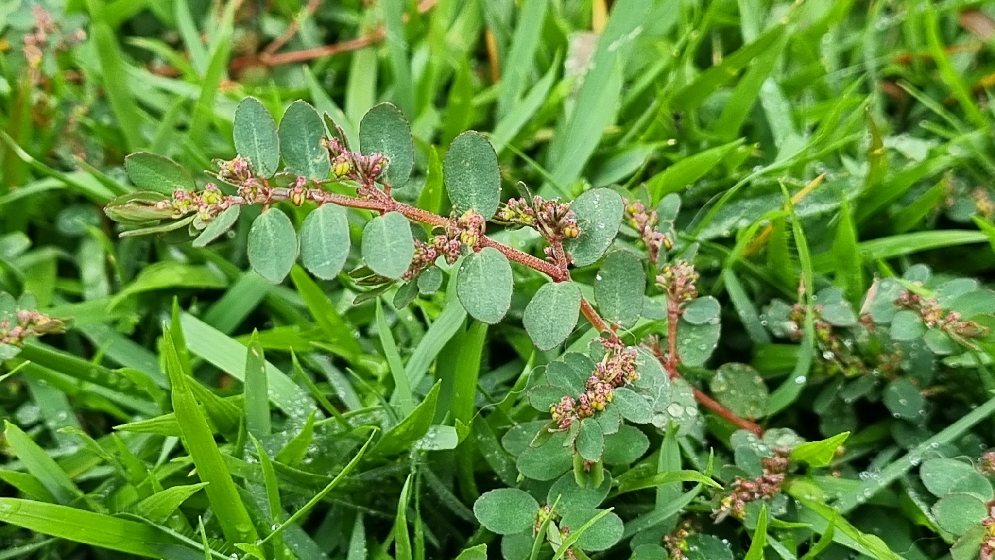 Euphorbia prostrata