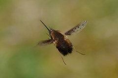 Bombylius discolor