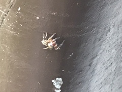 Mexigonus morosus