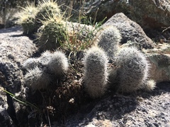 Escobaria organensis