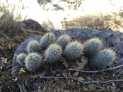 Escobaria organensis