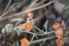 Sphaeralcea coulteri