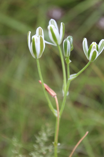 Albuca setosa