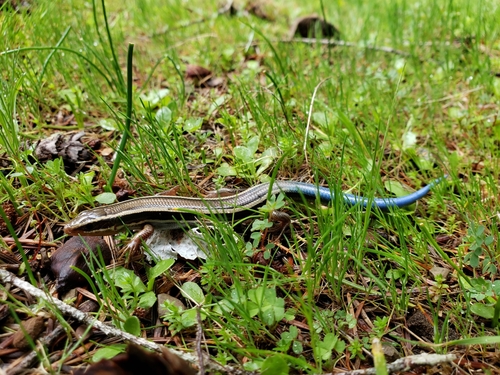 iNaturalist observation photo of Western Skink