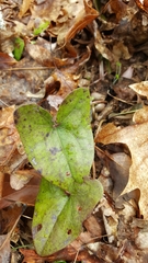 Hexastylis arifolia