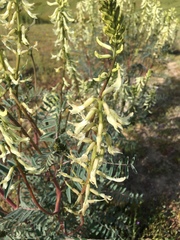 Astragalus oxyphysus