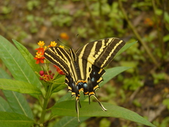 Papilio pilumnus