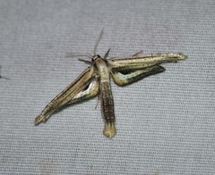 Meskea dyspteraria