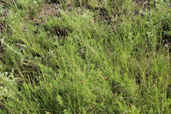Indigofera zeyheri