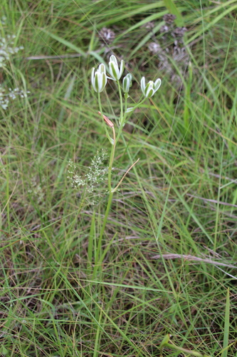 Albuca setosa