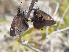 Ephyriades brunnea floridensis