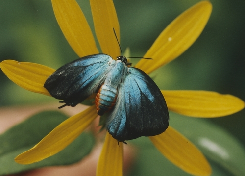 Great Purple Hairstreak