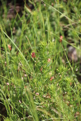 Indigofera zeyheri