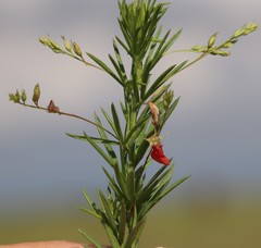 Indigofera zeyheri