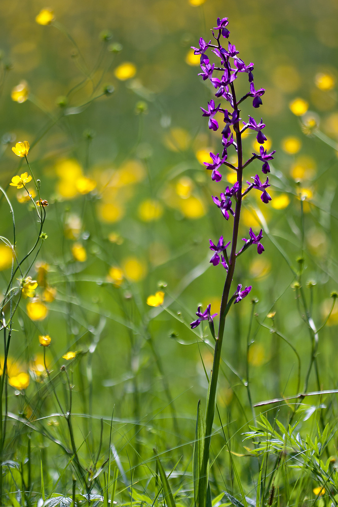 Anacamptis laxiflora
