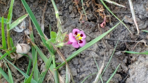 iNaturalist observation photo of tricolor monkeyflower